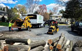 How Our Tree Care Process Works  in  Fearrington Village, NC